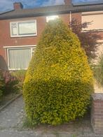 Planten, bomen en struiken, Tuin en Terras, Ophalen, Volle zon, Overige soorten
