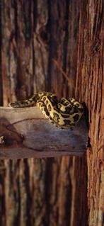 Morelia spilota jungle jaguar 0.1, Dieren en Toebehoren, Ophalen of Verzenden