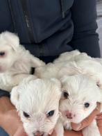 Bichon, Dieren en Toebehoren, Katten en Kittens | Overige Katten, Poes