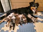 Australian shepherd puppies only 2 available, Dieren en Toebehoren, Honden | Dekreuen, Meerdere, 8 tot 15 weken, Meerdere dieren