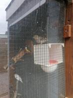 Te koop kanarie man, Dieren en Toebehoren, Vogels | Kanaries, Mannelijk