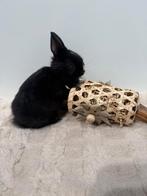 Konijntjes super lief en super tam., Dieren en Toebehoren, Meerdere dieren, Dwerg