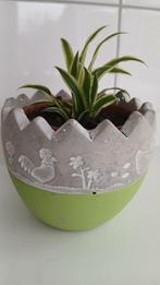 Voorjaarsbloempot ei met graslelie., Huis en Inrichting, Kamerplanten, Ophalen, Halfschaduw, Minder dan 100 cm