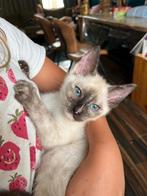 Siamese kitten, Dieren en Toebehoren, Katten en Kittens | Raskatten | Korthaar, Meerdere dieren, Ontwormd