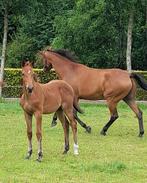 Prachtig luxe hengst veulen Don't touch Tijl Hero, Dieren en Toebehoren, Paarden, Springpaard, Minder dan 160 cm, 0 tot 2 jaar
