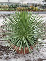 Cactus Agave Stricta (Nana) potmaat  25 cm., Ophalen of Verzenden, Minder dan 100 cm, Bloeiende kamerplant, Volle zon