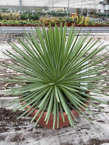  Cactus Agave Stricta (Nana) potmaat  25 cm. beschikbaar voor biedingen