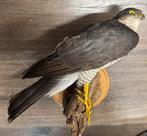 Opgezette Sperwer taxidermy, Ophalen of Verzenden, Zo goed als nieuw, Wild dier, Opgezet dier