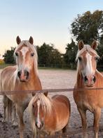 Bijrijder gezocht, Dieren en Toebehoren, Stalling en Weidegang, Stalling, 1 paard of pony