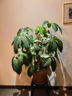 Schefflera plant, Ophalen, Overige soorten, Halfschaduw, In pot