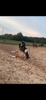 Bijrijder aangeboden omgeving steenwijk, Dieren en Toebehoren, Paarden en Pony's | Overige Paardenspullen, Ophalen of Verzenden