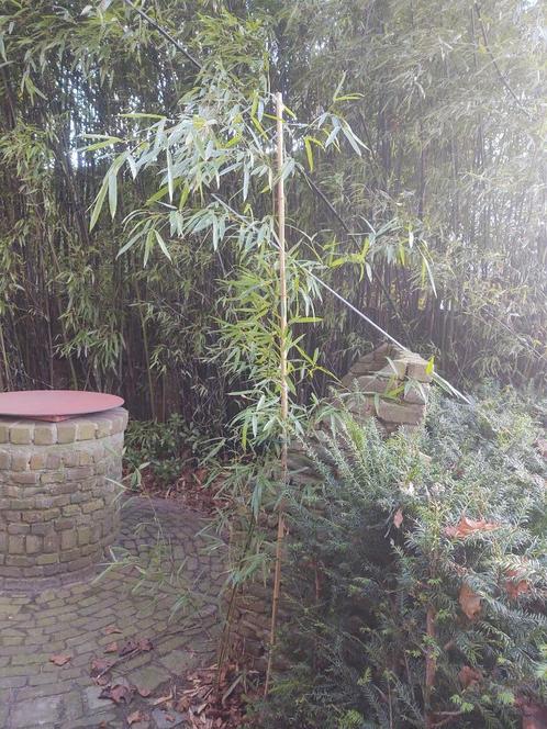 Phyllostachys aurea of Gouden bamboe., Tuin en Terras, Planten | Struiken en Hagen, Struik, Bamboe, 250 cm of meer, Ophalen