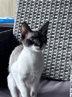 Lieve poes, wegens omstandigheden op zoek naar ander huisje, 0 tot 2 jaar
