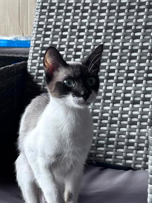 Lieve poes, wegens omstandigheden op zoek naar ander huisje, Dieren en Toebehoren, Katten en Kittens | Dekkaters, 0 tot 2 jaar