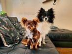 Pomeranian en Chihuahua Dekreu (Niet tekoop!), Dieren en Toebehoren, Honden | Dekreuen, Rabiës (hondsdolheid), Reu, 1 tot 2 jaar