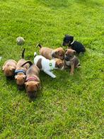(Gereserveerd) Prachtige Jack Russel puppy’s pup puppies, Particulier, Rabiës (hondsdolheid), Meerdere, 8 tot 15 weken