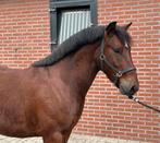 Mooie 3jarige ruin met allround kwaliteit, Dieren en Toebehoren, Pony's, Ruin, Springpony, 3 tot 6 jaar, Onbeleerd