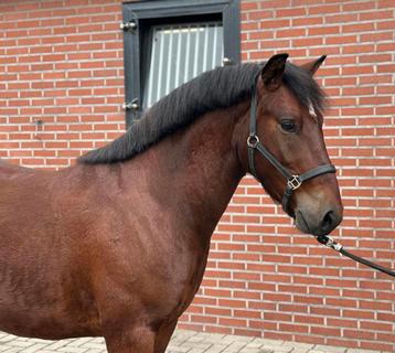 Mooie 3jarige ruin met allround kwaliteit beschikbaar voor biedingen