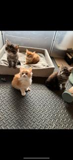 Maine Coon Kittens, Dieren en Toebehoren, Katten en Kittens | Raskatten | Langhaar, Gechipt, Meerdere dieren, 0 tot 2 jaar