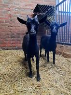 Dwerggeiten, Dieren en Toebehoren, Schapen, Geiten en Varkens, Vrouwelijk, Geit, 0 tot 2 jaar