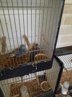 Mooie koppels Diamantduif, Meerdere dieren