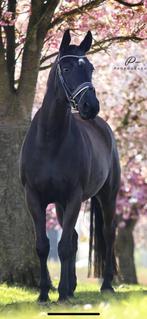 5* huis gezocht voor lieve Ruin, Dieren en Toebehoren, Paarden, Gechipt, Ruin, M, 11 jaar of ouder