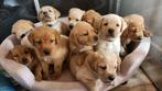 Onze knappe lieve  blonde en rode  labrador puppy's  ❤️, Dieren en Toebehoren, Honden | Retrievers, Spaniëls en Waterhonden, Rabiës (hondsdolheid)