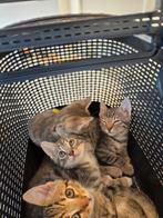 Half Bengaalse kittens, Dieren en Toebehoren, Katten en Kittens | Raskatten | Korthaar