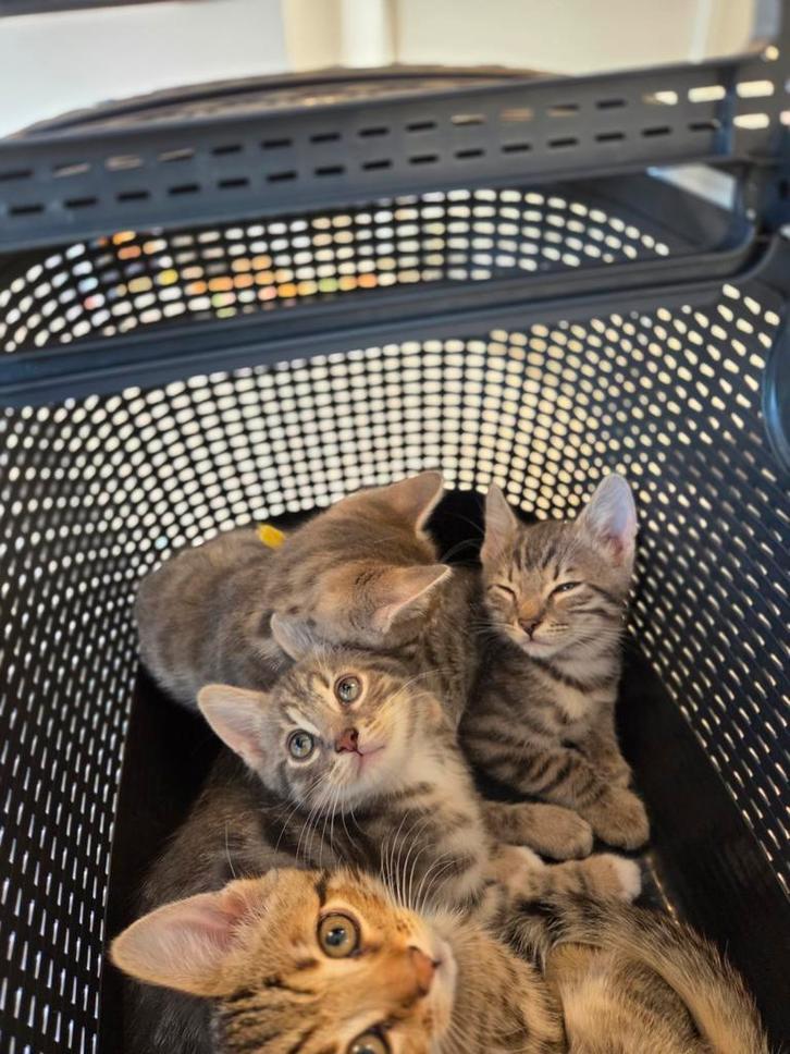 Half Bengaalse kittens, Dieren en Toebehoren, Katten en Kittens | Raskatten | Korthaar