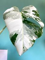 Topkwaliteit, super witte Monstera Albo Variegata stek mint, Ophalen, Overige soorten, Minder dan 100 cm