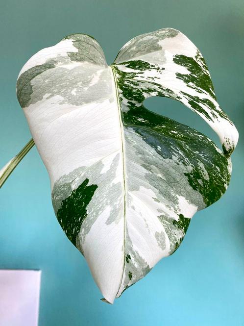 Topkwaliteit, super witte Monstera Albo Variegata stek mint, Huis en Inrichting, Kamerplanten, Overige soorten, Minder dan 100 cm