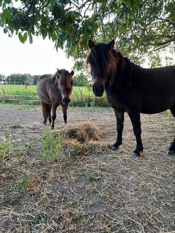 Stalling gezocht voor twee Shetlanders. beschikbaar voor biedingen