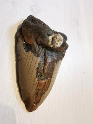 Megalodon tand fossiel 12,5 cm