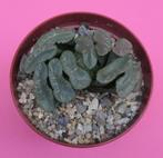 Cactussen en vetplanten: zaden van haworthia's, Overige soorten, Minder dan 100 cm, Ophalen of Verzenden, Halfschaduw
