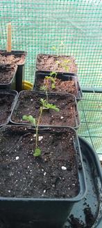 Desmanthus illinoensis - prairie mimosa planten, Tuin en Terras, Planten | Bomen, Ophalen of Verzenden, Zomer, Volle zon, Overige soorten