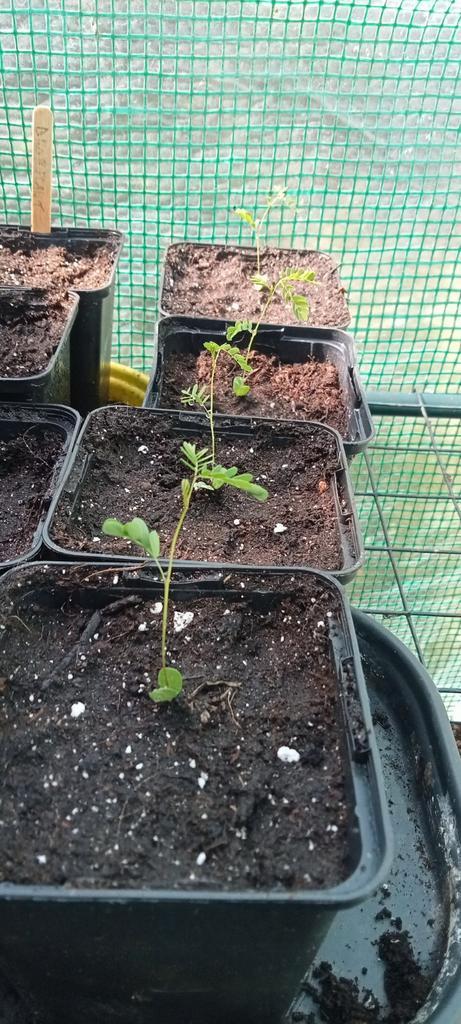 Desmanthus illinoensis - prairie mimosa planten, Tuin en Terras, Planten | Bomen, Overige soorten, Volle zon, Zomer, Ophalen of Verzenden