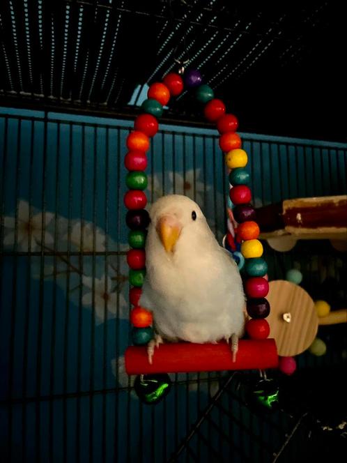Tamme jonge (1 jaar) agapornis, Dieren en Toebehoren, Vogels | Toebehoren, Zo goed als nieuw, Overige typen, Ophalen