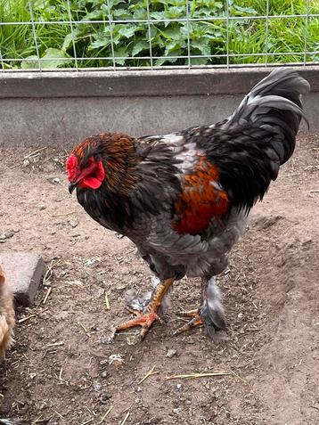 Jonge Brahma hanen beschikbaar voor biedingen