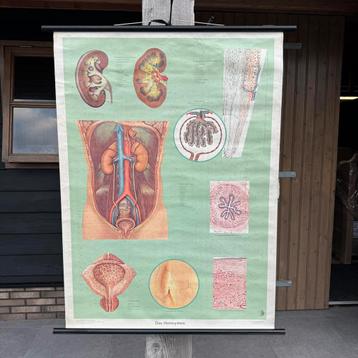 Vintage schoolplaat anatomie “Das Harnsystem” 1958 beschikbaar voor biedingen