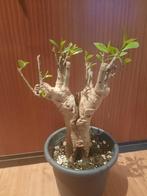 Adansonia digitata XXL Baobab, caudex plant, succulent, Verzenden, Overige soorten, Minder dan 100 cm