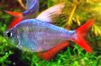 Nieuw binnen!!! Colombia zalm!!!, Vis, Zoetwatervis