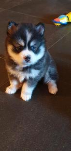 Pomsky F1 pup reutje EERSTE STERKSTE GENERATIE mini husky, Dieren en Toebehoren, Reu, CDV (hondenziekte), 8 tot 15 weken, Poolhond