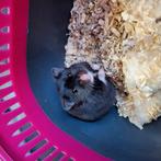 Goudhamster, Dieren en Toebehoren, Knaagdieren, Oktober, Mannelijk, Hamster