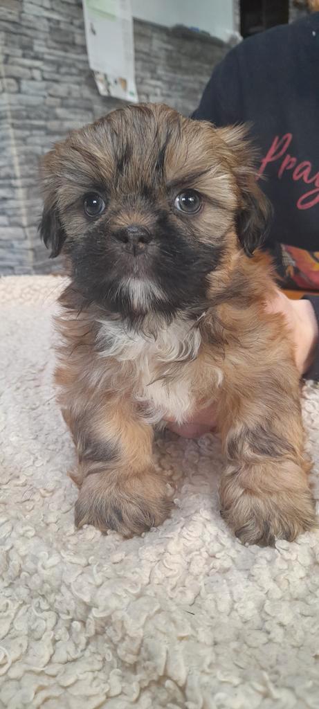 Shih Tzu pups, Dieren en Toebehoren, Honden | Chihuahua's en Gezelschapshonden, Meerdere dieren, Overige rassen, Particulier, Meerdere