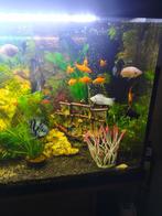 aquarium gevuld incl. techniek., Dieren en Toebehoren, Vissen | Aquaria en Toebehoren, Ophalen, Zo goed als nieuw, Gevuld zoetwateraquarium