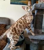 Bengaal Poes beschikbaar [ Snow Mink ]🇳🇱, Poes, Gechipt, 0 tot 2 jaar