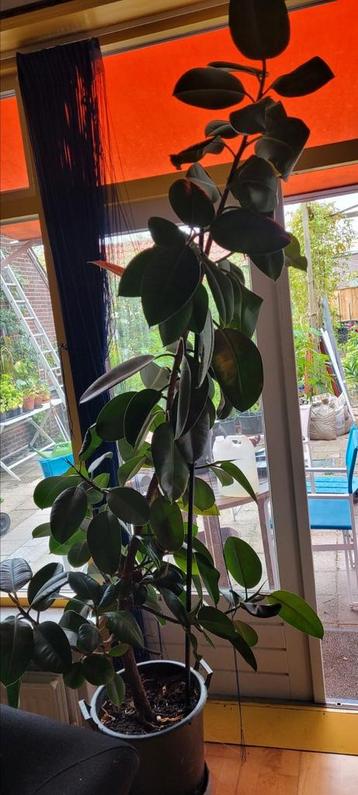 Ficus, 2 m hoog.  beschikbaar voor biedingen
