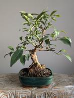 Citrus Kumquat 10 jaar, Tuin en Terras, Planten | Bomen, Ophalen of Verzenden