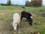 Prachtig nmprs minipaardje stamboek merrie 3 jaar handtam, Dieren en Toebehoren, Merrie, A pony (tot 1.17m), Gechipt, 3 tot 6 jaar