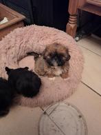 Mooie shih-tzu pups, Dieren en Toebehoren, Honden | Chihuahua's en Gezelschapshonden, Overige rassen, Meerdere, Meerdere dieren